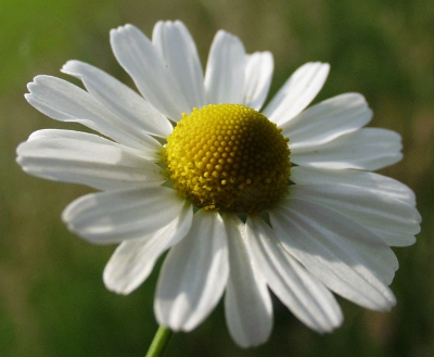 Matricaria chamomilla, Echte Kamille, Blte