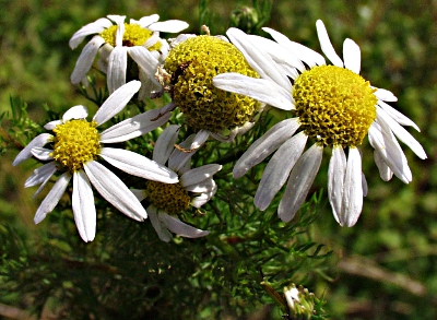 Matricaria chamomilla, Echte Kamille, Bl�ten