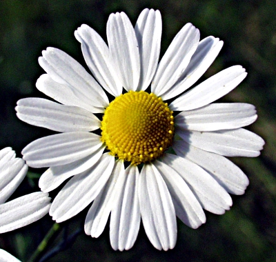 Matricaria chamomilla, Echte Kamille, Blütenkorb