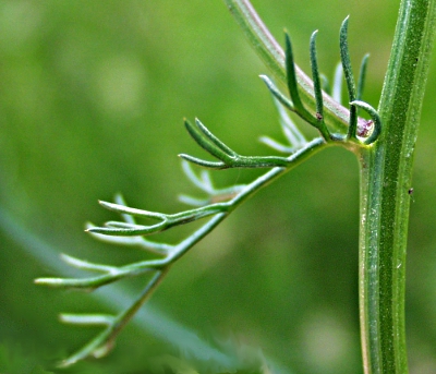 Matricaria chamomilla, Echte Kamille, Blatt