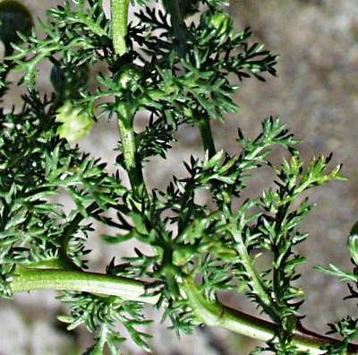 Matricaria discoidea, Strahlenlose Kamille, Bltter
