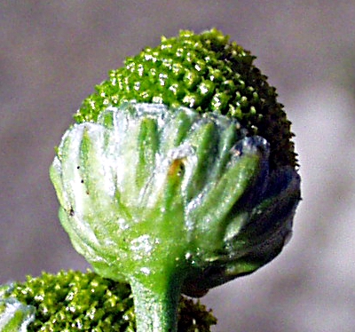 Matricaria discoidea, Strahlenlose Kamille, Bltenkorb