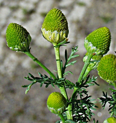 Matricaria discoidea, Strahlenlose Kamille, Blten