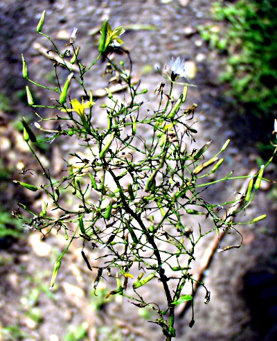 Mycelis muralis, Mauerlattich