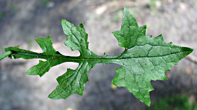 Mycelis muralis, Mauerlattich, Blatt