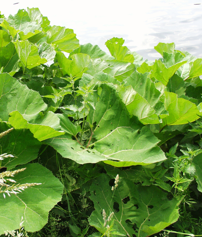 Petasites hybridus, Gewhnliche Pestwurz, Bltter