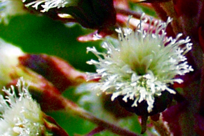 Petasites hybridus, Gewhnliche Pestwurz, Bltenkorb