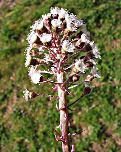 Petasites hybridus, Gewhnliche Pestwurz, Bltenstand