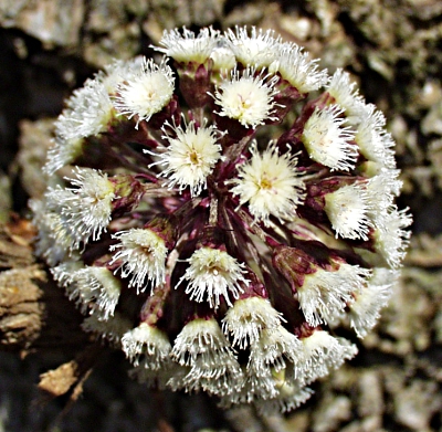 Petasites hybridus, Gewhnliche Pestwurz, junger Bltenstand