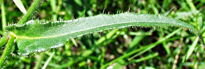 Picris hieracioides, Gewhnliches Bitterkraut, Blatt