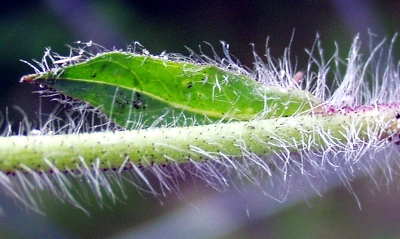 Orangerotes Habichtskraut, St�ngel