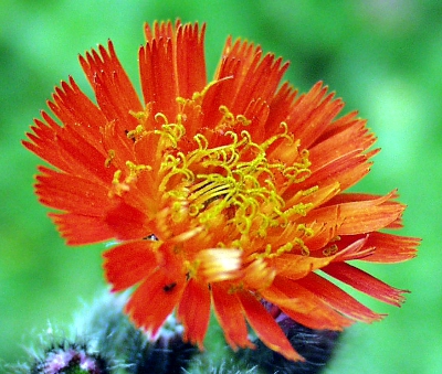 Orangerotes Habichtskraut, Bl�tenkorb