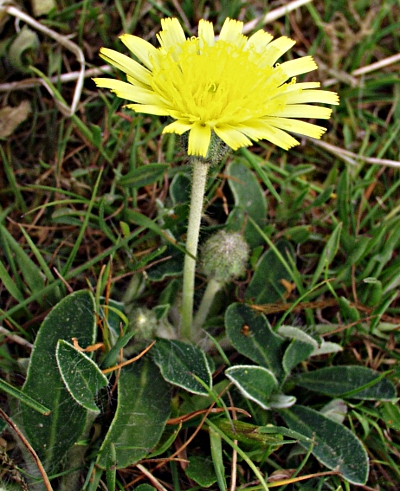 Pilosella officinarum, Kleines Mausohrhabichtskraut, Bl�tenstand