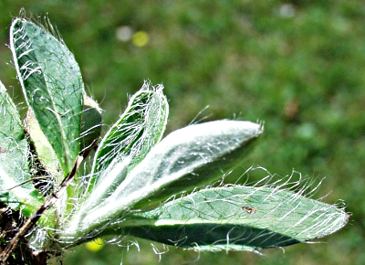 Pilosella officinarum, Kleines Mausohrhabichtskraut, Bl�tter