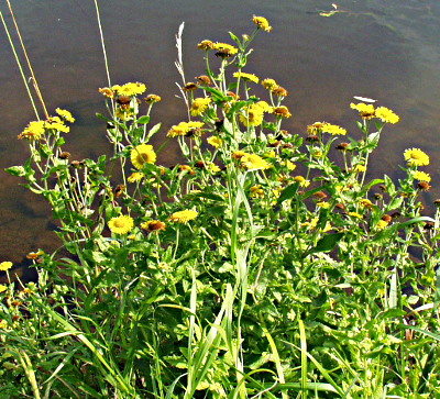 Pulicaria dysenterica, Groes Flohkraut