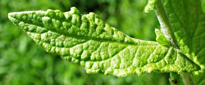 Pulicaria dysenterica, Groes Flohkraut, Blattoberseite