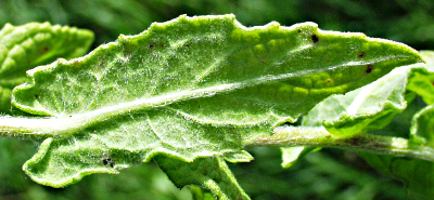 Pulicaria dysenterica, Groes Flohkraut, Blattunterseite