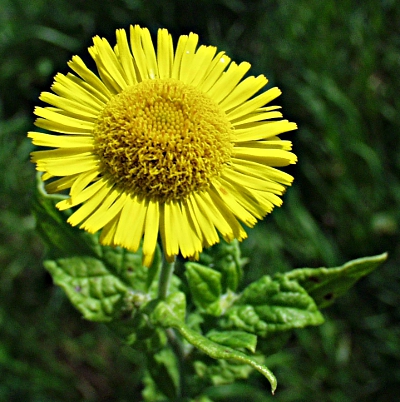 Pulicaria dysenterica, Groes Flohkraut