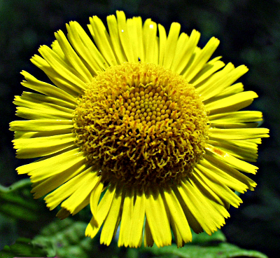 Pulicaria dysenterica, Groes Flohkraut, Bltenkorb