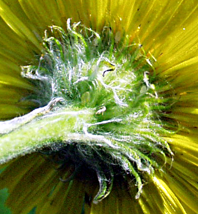 Pulicaria dysenterica, Groes Flohkraut, Hlle