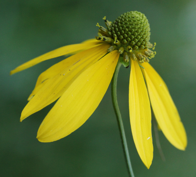 Rudbeckia laciniata, Schlitzblttriger Sonnenhut, Bltenkorb