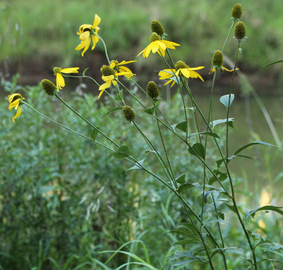 Schlitzblättriger Sonnenhut, Rudbeckia laciniata, Habitus
