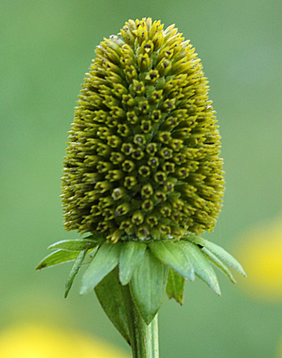 Rudbeckia laciniata, Schlitzblttriger Sonnenhut, Rhrenblten