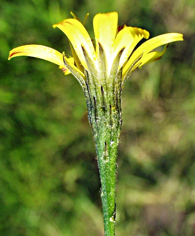 Scorzoneroides autumnalis, Herbst-Schuppenlwenzahn, Blte