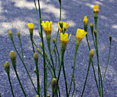 Scorzoneroides autumnalis, Herbst-Schuppenlwenzahn, Blten