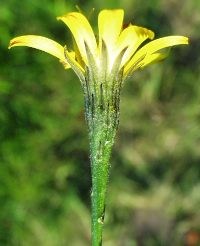 Scorzoneroides autumnalis, Herbst-Schuppenlwenzahn, Hlle