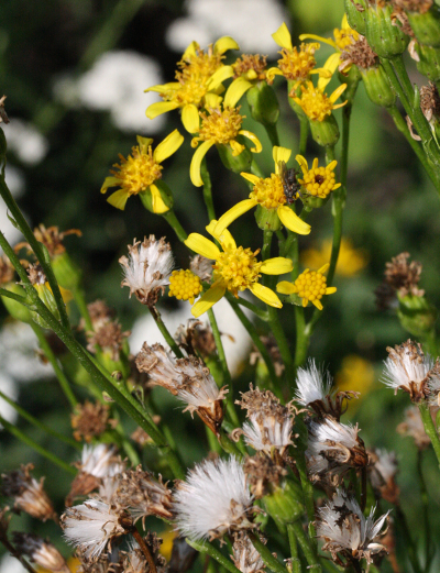 Senecio doria, Hohes Greiskraut