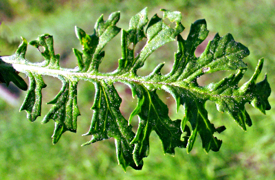Senecio erucifolius, Raukenbl�ttriges Greiskraut, Blatt
