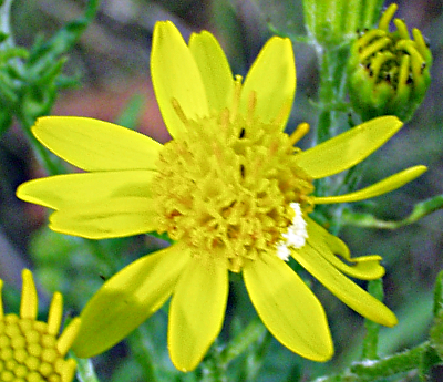 Senecio erucifolius, Raukenbl�ttriges Greiskraut, Bl�tenkorb