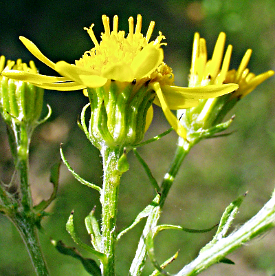 Senecio erucifolius, Raukenbl�ttriges Greiskraut, H�llen