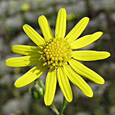 Senecio inaequidens, Schmalblttriges Greiskraut, Blte
