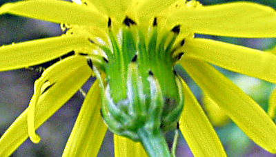 Senecio inaequidens, Schmalblttriges Greiskraut, Hlle