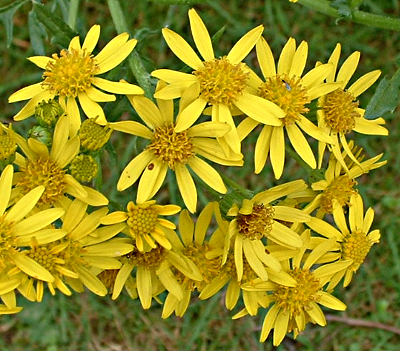 Senecio jacobaea, Jakobs-Greiskraut, Blten