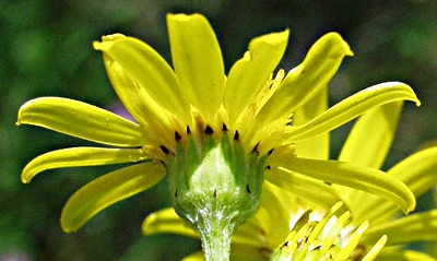 Senecio jacobaea, Jakobs-Greiskraut, Hlle