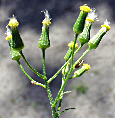 Senecio sylvaticus, Wald-Greiskraut