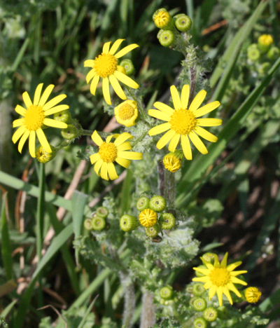 Senecio vernalis, Frühlings-Greiskraut