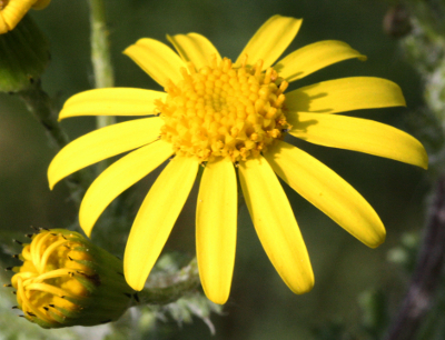Senecio vernalis, Frühlings-Greiskraut, Blüte