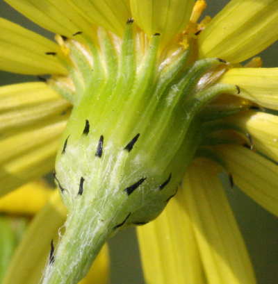 Senecio vernalis, Frühlings-Greiskraut, Hülle