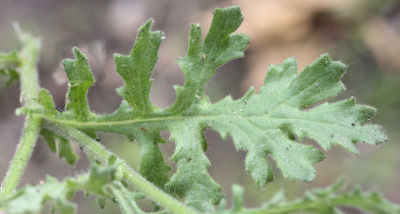 Senecio viscosus, Klebriges Greiskraut, Bltter