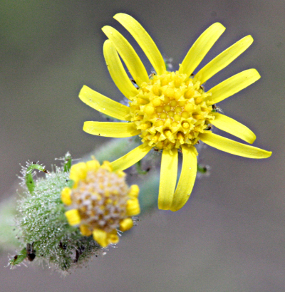 Senecio viscosus, Klebriges Greiskraut, Blüten