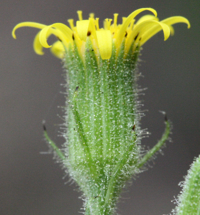 Senecio viscosus, Klebriges Greiskraut, Hlle