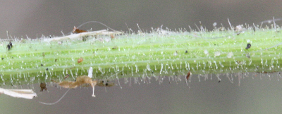 Senecio viscosus, Klebriges Greiskraut, Stngel