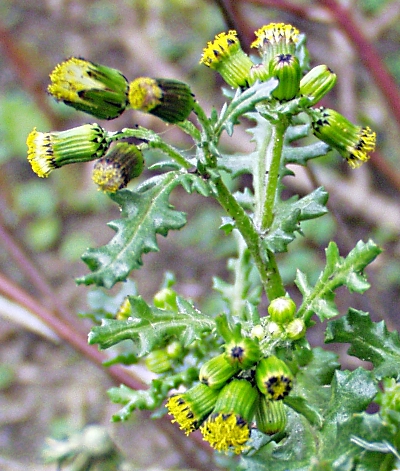 Senecio vulgaris, Gewhnliches Greiskraut, Habitus