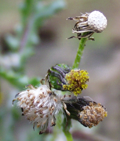 Senecio vulgaris, Gewhnliches Greiskraut