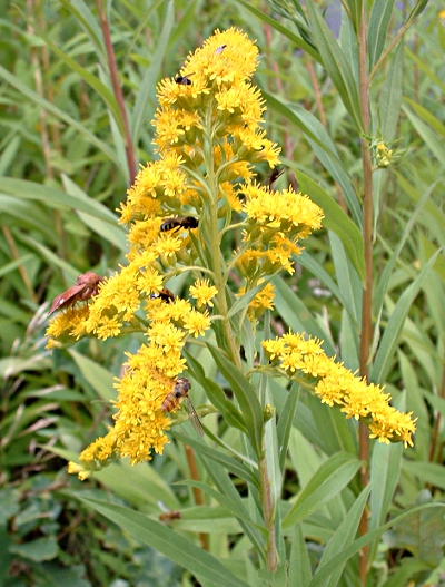 Solidago gigantea, Riesen-Goldrute, Bl�tenstand