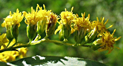 Solidago gigantea, Riesen-Goldrute, Teilbl�tenstand